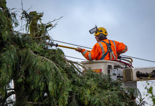 How Our Tree Care Process Works  in  Columbia Heights, MN