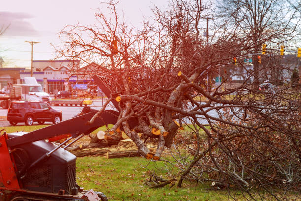 Best Utility Line Clearance  in Columbia Heights, MN