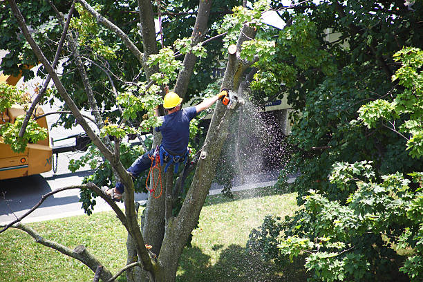 Columbia Heights, MN Tree Care Company